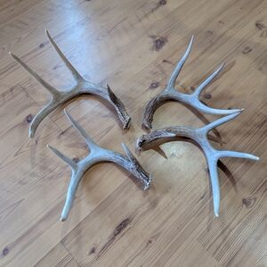 Rustic Deer Antlers Medium Set Of 4